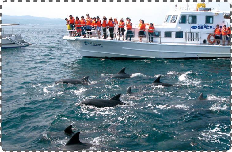Bottlenose
Dolphin Watching